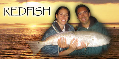 Redfish Photos and Info